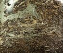 Polished Iguanodon Bone - Isle Of Wight #69920-1